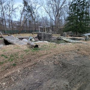 Greensboro 2/2023 - Sumatran tiger