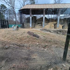 Greensboro 2/2023 - Sumatran tiger