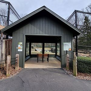 Greensboro 2/2023 - Sumatran tiger, viewing window #2