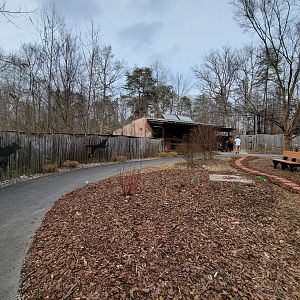 Greensboro 2/2023 - Path to maned wolves