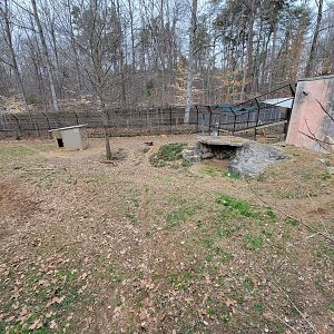 Greensboro 2/2023 - Maned wolf yard