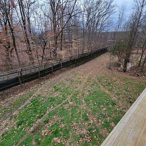 Greensboro 2/2023 - Maned wolf yard