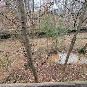 Greensboro 2/2023 - Maned wolf yard
