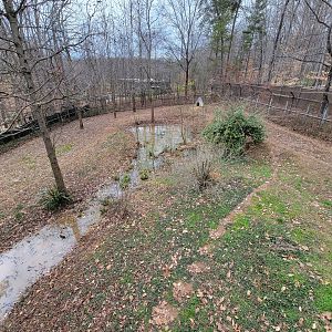 Greensboro 2/2023 - Maned wolf yard