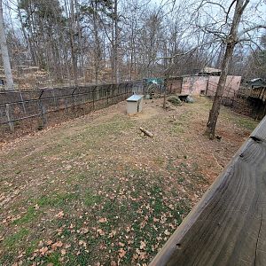 Greensboro 2/2023 - Maned wolf yard