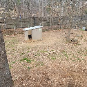 Greensboro 2/2023 - Maned wolf yard