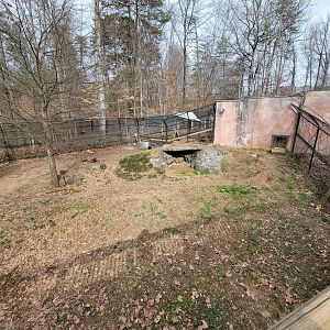 Greensboro 2/2023 - Maned wolf yard