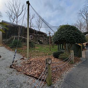 Greensboro 2/2023 - Ringtailed lemurs, red ruffed lemurs