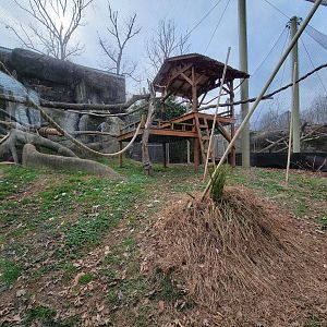 Greensboro 2/2023 - Ringtailed lemurs, red ruffed lemurs