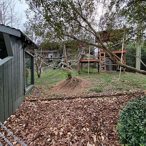 Greensboro 2/2023 - Ringtailed lemurs, red ruffed lemurs