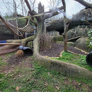 Greensboro 2/2023 - Fossa yard