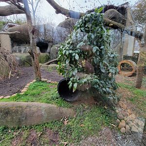 Greensboro 2/2023 - Fossa yard