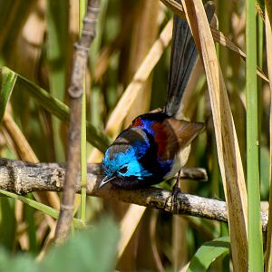 Variegated Fairywren