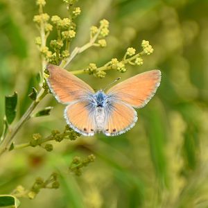 Two-spotted Line-Blue, Nacaduba biocellata