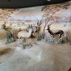 Greensboro 2/2023 - Building lower level, taxidermy around pendulum