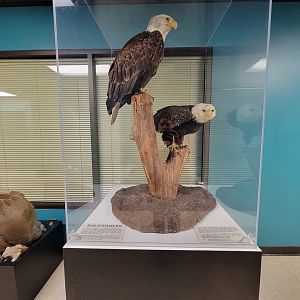Greensboro 2/2023 - Bald eagles in downstairs hallway