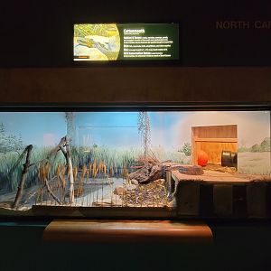 Greensboro 2/2023 - Herpetarium, Cottonmouth