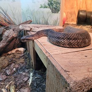 Greensboro 2/2023 - Herpetarium, Cottonmouth