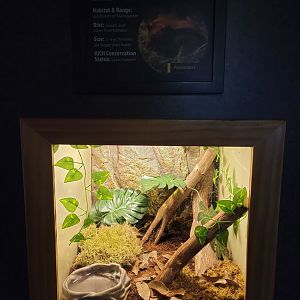 Greensboro 2/2023 - Herpetarium, Sambava tomato frog