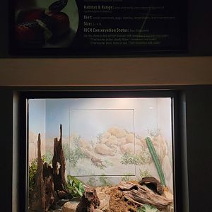 Greensboro 2/2023 - Herpetarium, Sinaloan milk snake