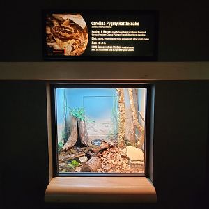 Greensboro 2/2023 - Herpetarium, Carolina pygmy rattlesnake