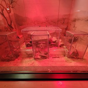 Greensboro 2/2023 - Herpetarium, Naked mole-rats