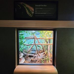 Greensboro 2/2023 - Herpetarium, Emerald tree boa