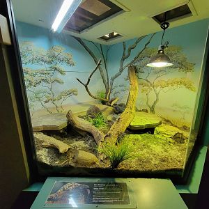 Greensboro 2/2023 - Herpetarium, Gila monster