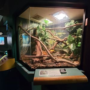 Greensboro 2/2023 - Herpetarium, Prehensile-tailed skink