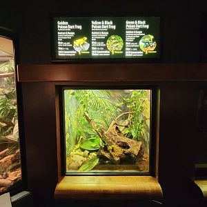 Greensboro 2/2023 - Herpetarium, Poison dart frogs