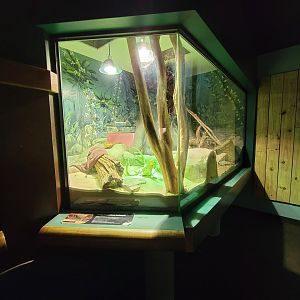 Greensboro 2/2023 - Herpetarium, Eastern diamondback