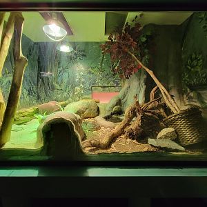 Greensboro 2/2023 - Herpetarium, Eastern diamondback