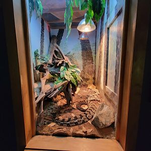 Greensboro 2/2023 - Herpetarium, Timber rattlesnake