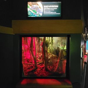 Greensboro 2/2023 - Herpetarium, Henkel's leaf-tailed gecko