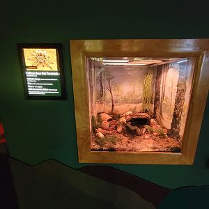 Greensboro 2/2023 - Herpetarium, Chilean rose-hair tarantula