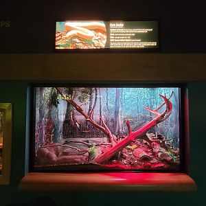 Greensboro 2/2023 - Herpetarium, Corn snake