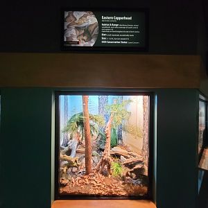 Greensboro 2/2023 - Herpetarium, Eastern copperhead
