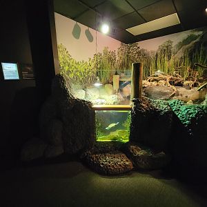 Greensboro 2/2023 - Herpetarium, Diamondback terrapin and mummichog
