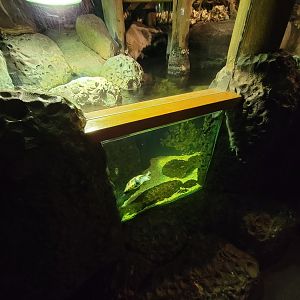 Greensboro 2/2023 - Herpetarium, Diamondback terrapin and mummichog