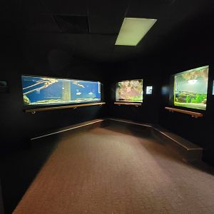 Greensboro 2/2023 - Herpetarium, turtle area