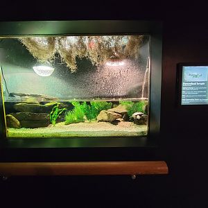 Greensboro 2/2023 - Herpetarium, Diamondback terrapin