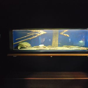 Greensboro 2/2023 - Herpetarium, Alligator snapping turtle