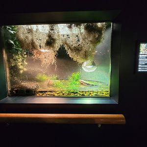 Greensboro 2/2023 - Herpetarium, Spotted turtle