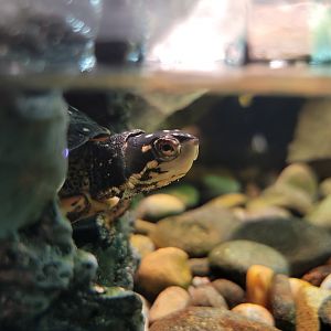 Greensboro 2/2023 - Herpetarium, Spotted turtle