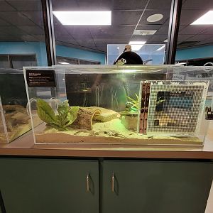 Greensboro 2/2023 - Herpetology Lab, Mali uromastyx