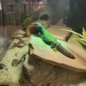 Greensboro 2/2023 - Herpetology Lab, Mali uromastyx