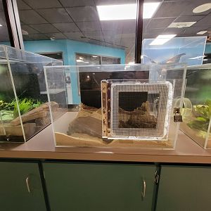 Greensboro 2/2023 - Herpetology Lab, empty