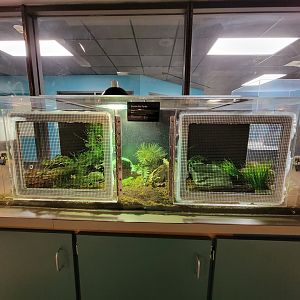 Greensboro 2/2023 - Herpetology Lab, Eastern box turtle