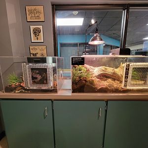 Greensboro 2/2023 - Herpetology Lab, Eastern black rat snake / empty