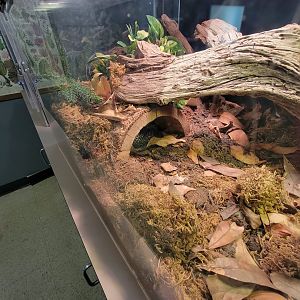 Greensboro 2/2023 - Herpetology Lab, Eastern black rat snake